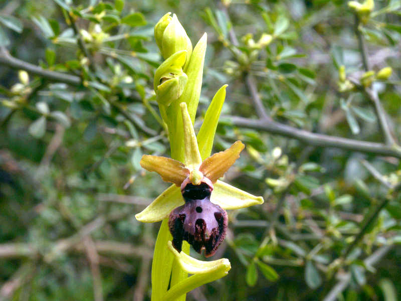 Ophrys passionis a Metaponto